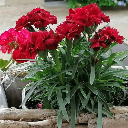 Appartamento Julija Bled