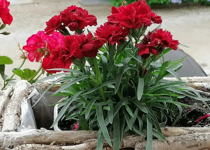 Lägenhet Julija Bled