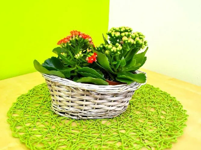 דירה Julija בלד